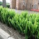 Барбарис тунберга «Еректа» в горщику 0.5 л