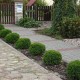 Туя західна «Даніка»   (в горщику  1.5 л)