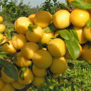 Алича "Гек"