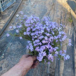 Флокс шилоподібний в горщику 1.5 л