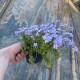 Флокс шилоподібний в горщику 1.5 л