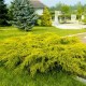 Ялівець середній  «Голд Стар» в горщику 2 л