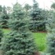 Ялиця одноколірна  «Конколор» 50-70 см 