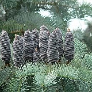 Ялиця одноколірна  «Конколор» 50-70 см 