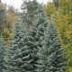 Ялиця одноколірна  «Конколор» 50-70 см 
