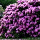 Рододендрон «Розеум Елеганс»