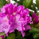 Рододендрон «Розеум Елеганс»