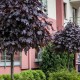 Клен гостролистий «Фаассенс Блек»