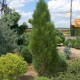 Сосна чорна «Кляйнер Турм»