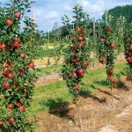 Плодові дерева та кущі
