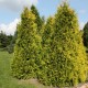Туя  західна  «Санкіст» (в горщику 3 л) 30-45см 